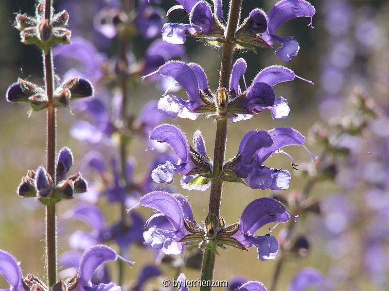 Wiesen-Salbei (Salvia pratensis) Jul