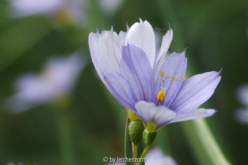 Grasschwertel (Sisyrinchium angustifolium) Mai