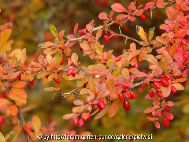 Berberis rubrostilla Fireflame