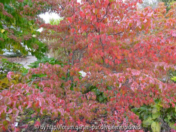 Cornus kousa Eurostar