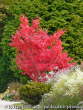 Acer palmatum Atropurpurea