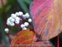 Cornus alba Sibirica