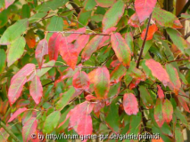 Amelanchier arborea Robin Hill
