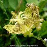 tricyrtis_2009-07-06_152m.jpg