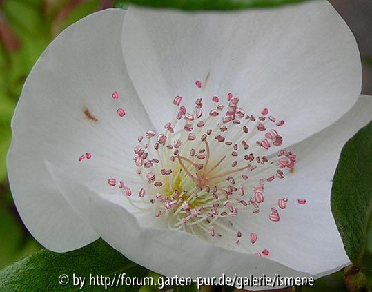 Eucryphia Rostrevor