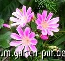 Lewisia cotyledon