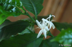 blüten kaffee jul09