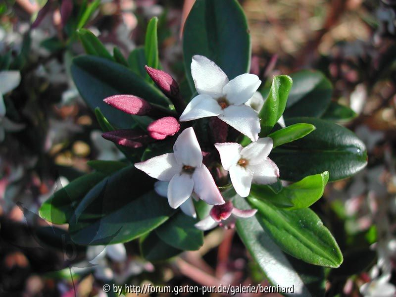 Daphne tangutica
