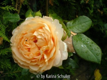Ambridge Rose
