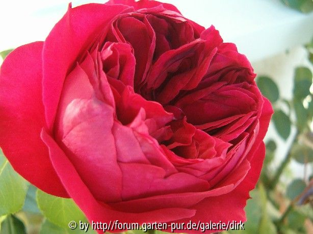 Red Eden Rose