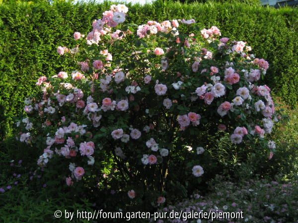 Fritz Nobis 2007