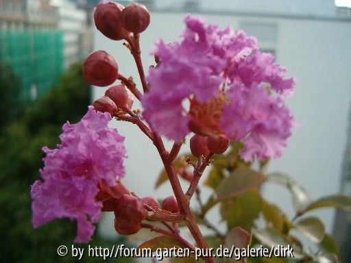 lagerstroemia indica