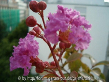 lagerstroemia indica