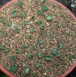 Cyclamen hederifolium - Sämlinge