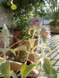 buddleja crispa