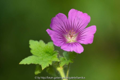 Geranium 