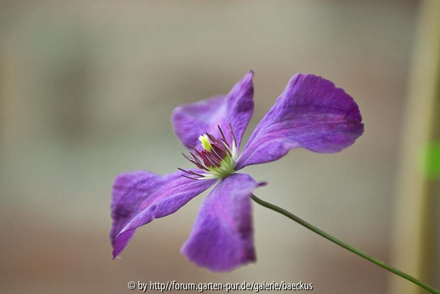 Etoile Violett