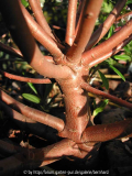 Daphne tangutica