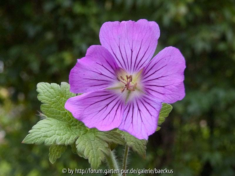 Sirak? Blüte