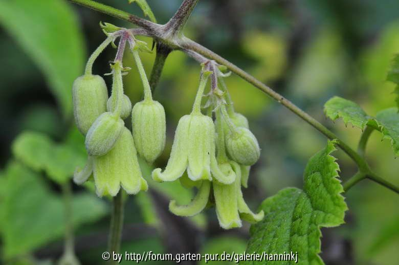 Clematis aff. grewiiflora HWJK2162