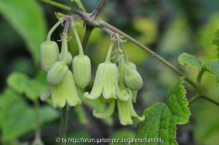 Clematis aff. grewiiflora HWJK2162