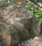 Baumstumpf