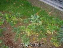 SellerieNovember09