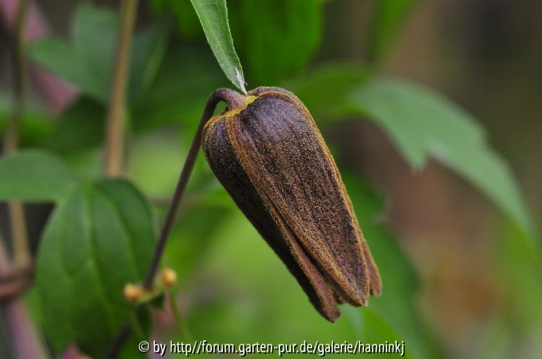 Clematis CC6247