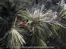 Pinus Wallichiana