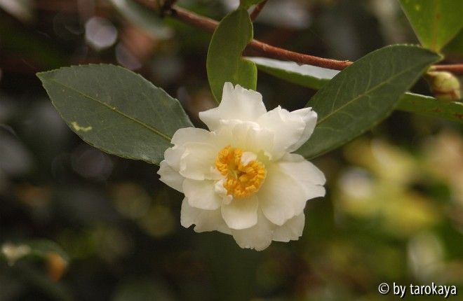 C. oleifera semiplana2