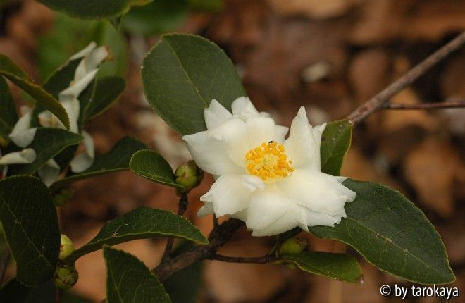 C.oleifera semiplana