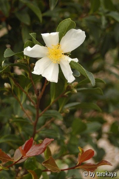 C.miyagii
