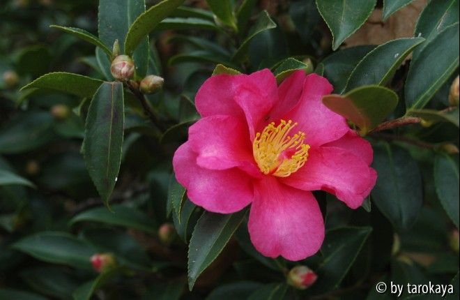 C.hiemalis 11/09