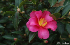C.hiemalis 11/09