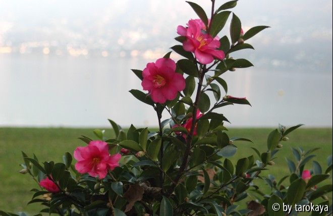 C.hiemalis zweig