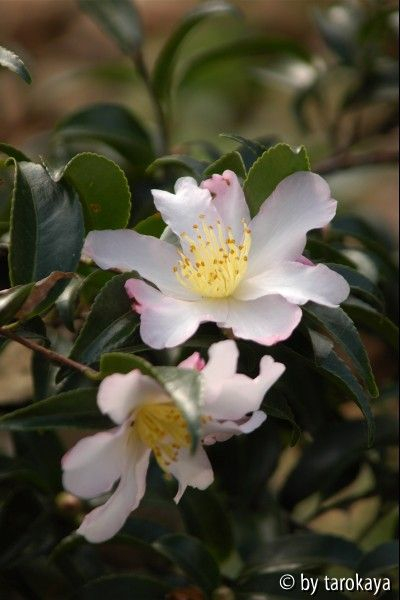 C.caudata 11/09