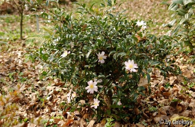 C.caudata ganz