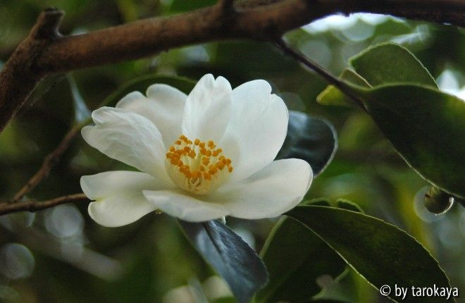 C.tenuiflora2