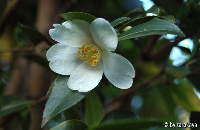 C.tenuiflora