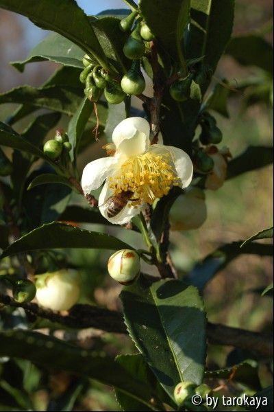 C.sinensis 11/09