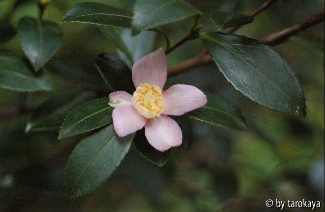 C.puniceiflora