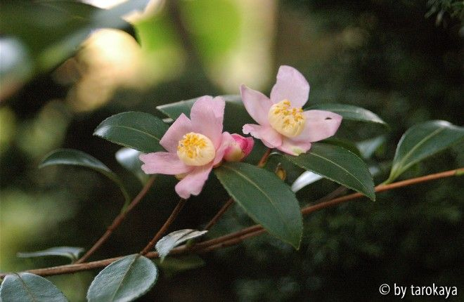 C.puniceiflora Ga