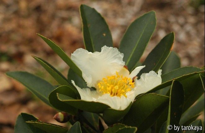 gordonia axillaris