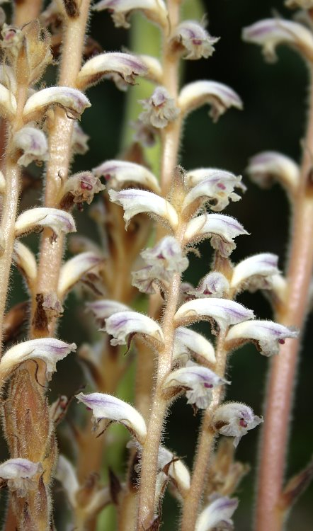 Orobanche ramosa - Blüte