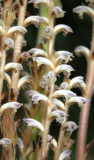 Orobanche ramosa - Blüte