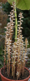 Orobanche ramosa - Habitus