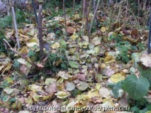 Oca Beet im November