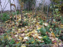 Oca Beet im November2