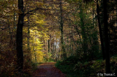 Herbstlicher Weg