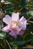 pink lassie2